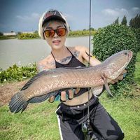 suara asli - Hobby Mancing99