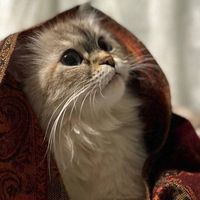 الصوت الأصلي