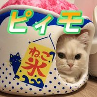 オリジナル楽曲 - ピィモ