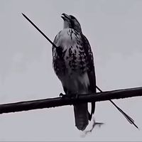 t3_dg_