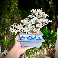 原声 - Summer Sheng
