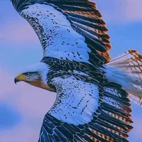 original sound - wediliby