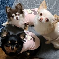 オリジナル楽曲 - 3ちー🐶💓