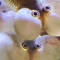 derpaquarium