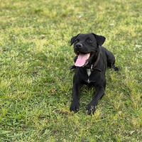 timothepatterdaleterrier