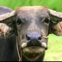 wannajanphet