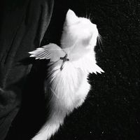 оригінальний аудіозапис