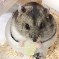 hamumu_21