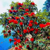 dolmahyolmo92