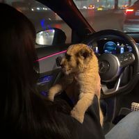 son original