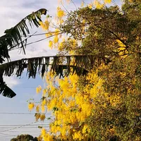 original sound - corea.josseling