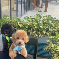 nhạc nền - Anh 2 Dollar & Chị 3 Euro