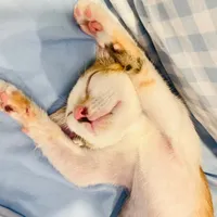 original sound - kout.kout167