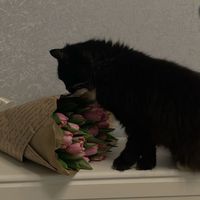.2iilxi