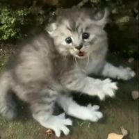 suara asli - Si_EL