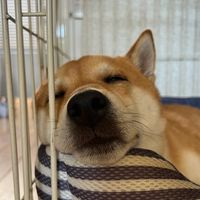 gogo_kinta