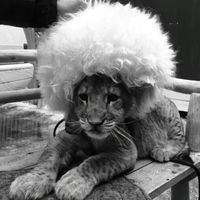 оригінальний звук