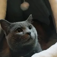 original sound - redbutterfly75