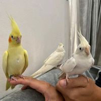 ollecockatiel