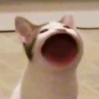 vandywkqndka