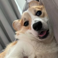 sushi.okie.doggie