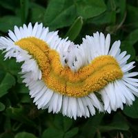 오리지널 사운드 - 휴즈