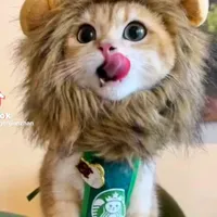 original sound - dbpdaptw