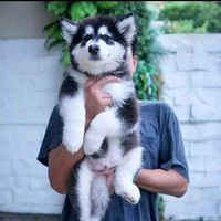 suara asli - rojokoyo12