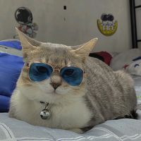 elnafsyaa