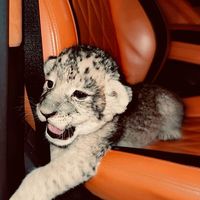 mutena_099