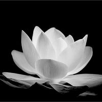 nhạc nền - 🌻MinTy🖤🕊️🌵🍀