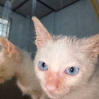 original sound - "kitcat"