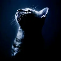 original sound - mycatiscrazy999