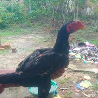 suara asli - @.bang gatot