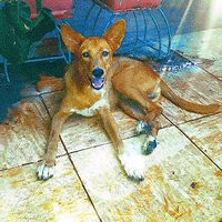 الصوت الأصلي