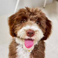 tippybordoodle