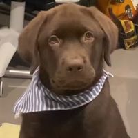 sociaw_labrador
