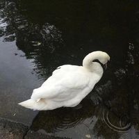 cvtnaasm