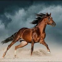 horseshoq