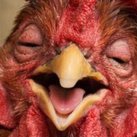 оригинальный звук