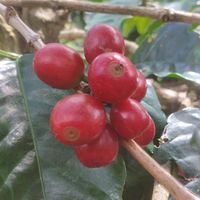 suara asli - boiled potato