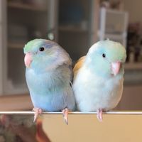 เสียงต้นฉบับ - Puinoon & Kevin