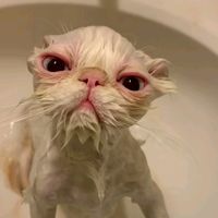 original sound - Fluffy