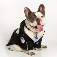 olafelfrenchie