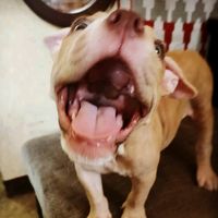 original sound - sharmeelynxie