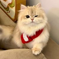 nhạc nền - Phn🕊️