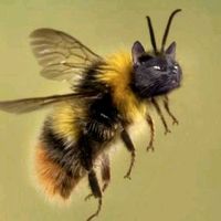 ileikbees