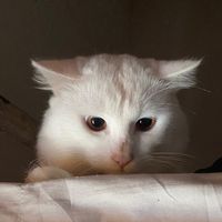 akuidaa__