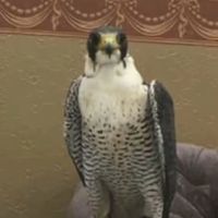 الصوت الأصلي