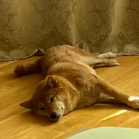 original sound - lettnikx